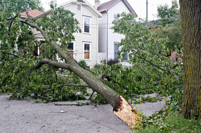 Emergency Tree Services