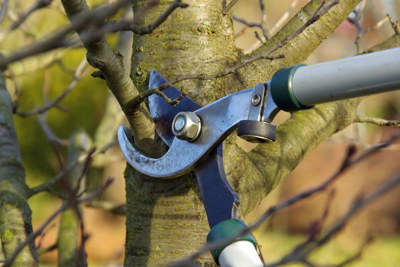Branches Pruning in San Jose, CA