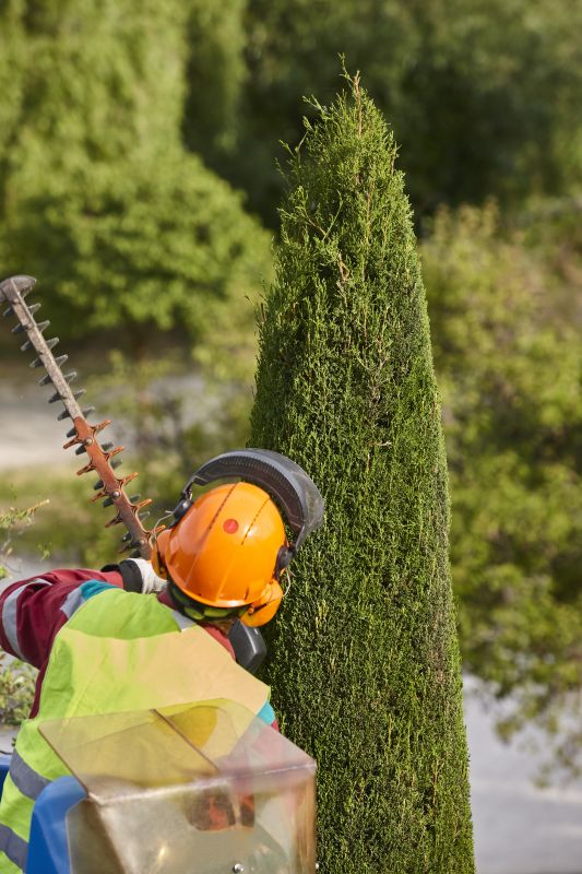 Cypress Tree Trimming in Reno, NV