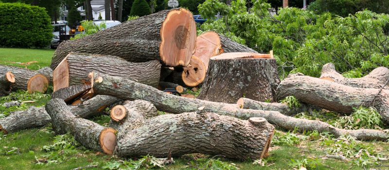 Elm Tree Removal in San Jose, CA