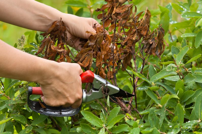 Hydrangea Pruning in Aiken, SC