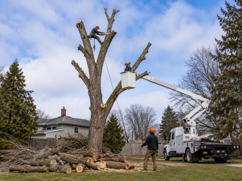 Maple Tree Removal in Doylestown, PA