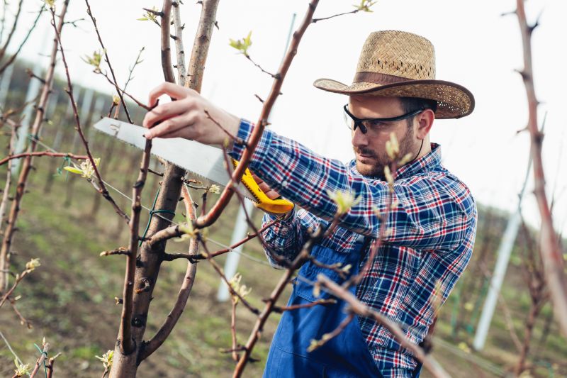 Orchard Tree Pruning in Doylestown, PA