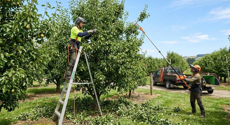 Orchard Tree Pruning in San Jose, CA