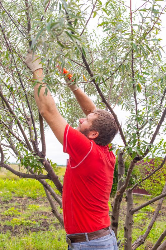 Pear Tree Pruning in Pottstown, PA