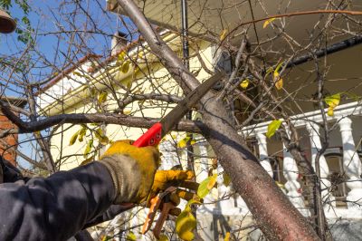 Contact About Residential Tree Service