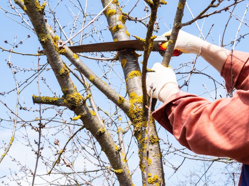Tree Limbs Removal in Doylestown, PA