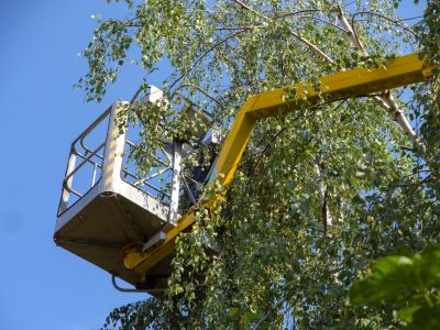 Residential Tree Service
