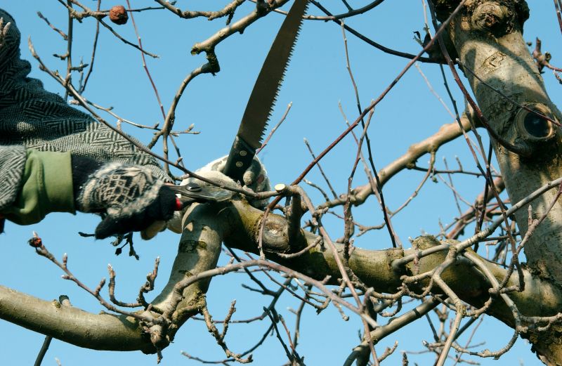 Apple Tree Pruning in Doylestown, PA