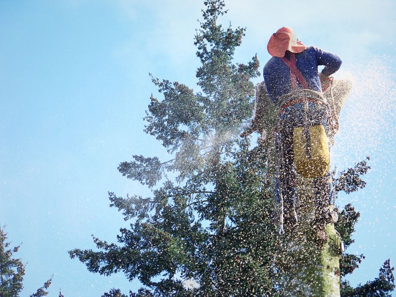 Apple Tree Removal in Doylestown, PA