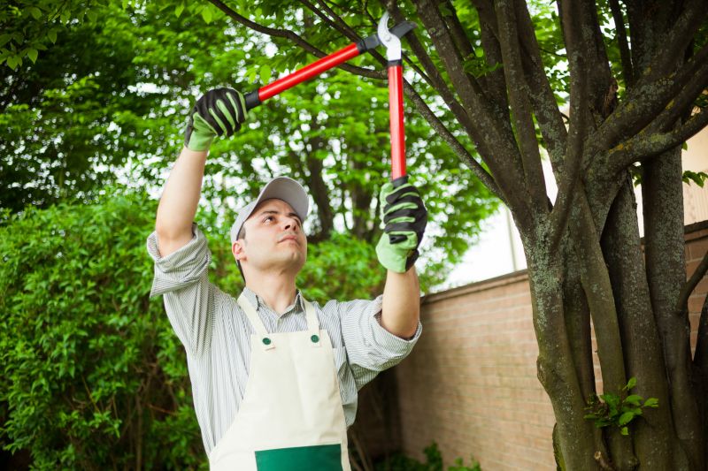 Beech Tree Pruning in Pottstown, PA