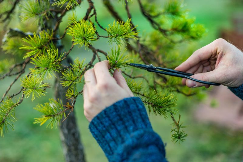 Beech Tree Pruning in Allentown, PA
