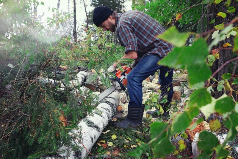 Birch Tree Removal in Aiken, SC