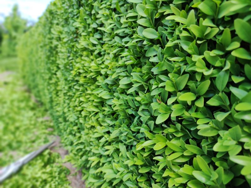 Boxwood Trimming in Rockwall, TX