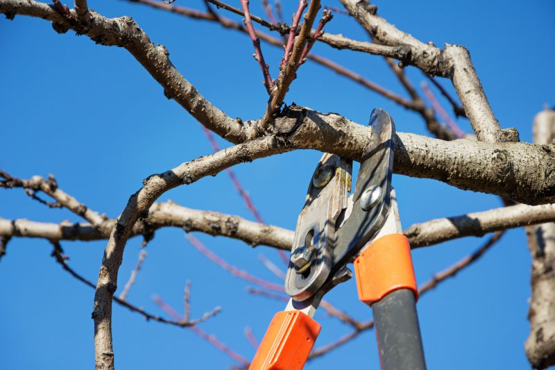 Bradford Pear Tree Pruning in San Jose, CA