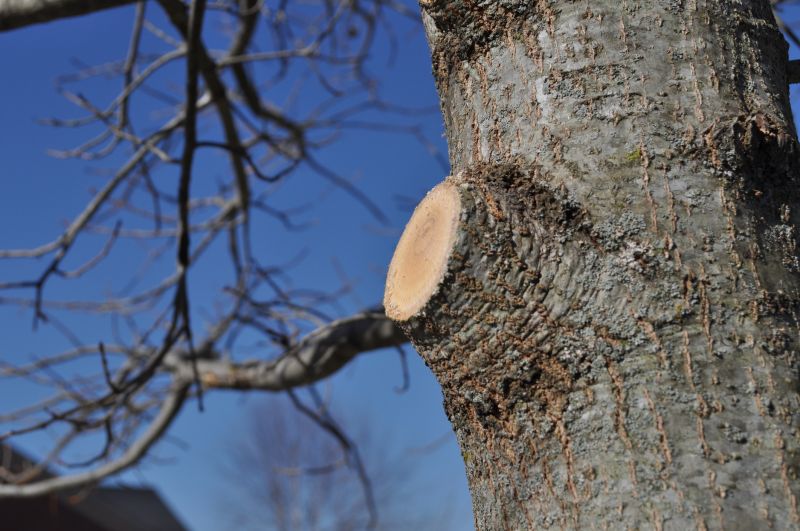Branches Pruning in Aiken, SC