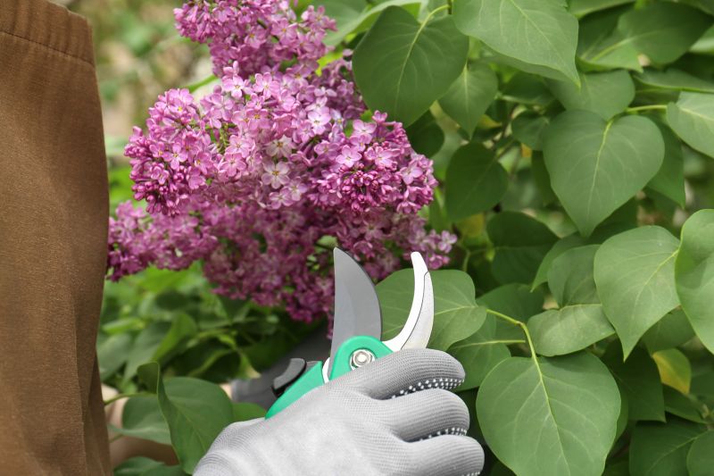 Butterfly Bush Pruning in Ventura County, CA