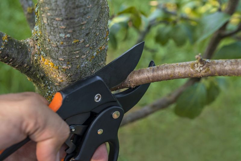 Canopy Pruning in Doylestown, PA