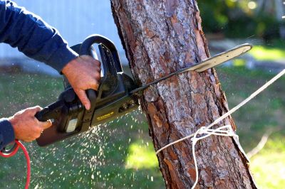 Commercial Tree Removal in Aiken, SC