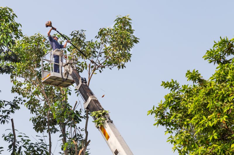 Commercial Tree Trimming in Montgomery County, PA