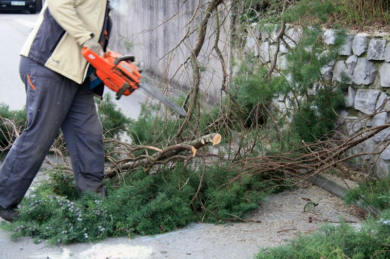 Cypress Tree Removal in Bucks County, PA