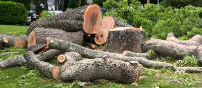 Cypress Tree Removal in Bucks County, PA