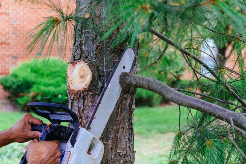 Dead Branch Removal in Allentown, PA
