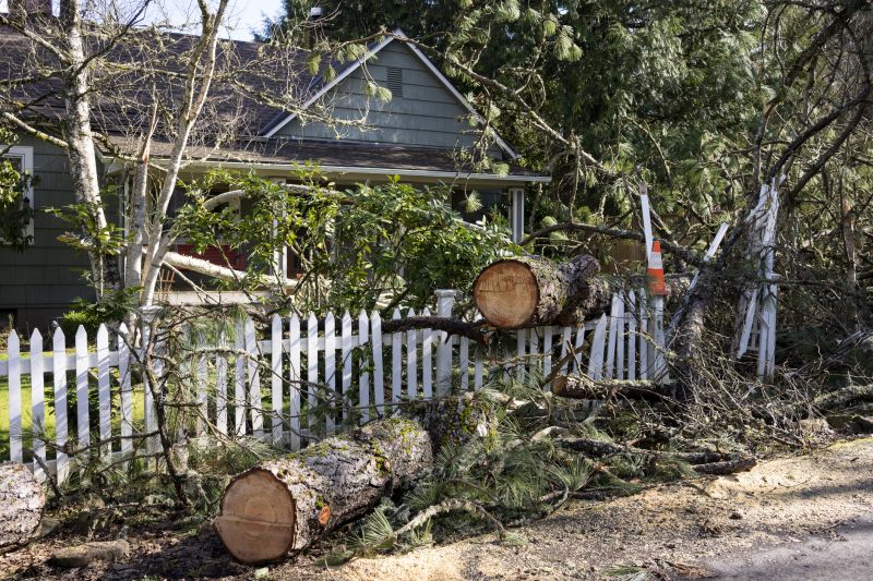 Dead Tree Removal in Reno, NV