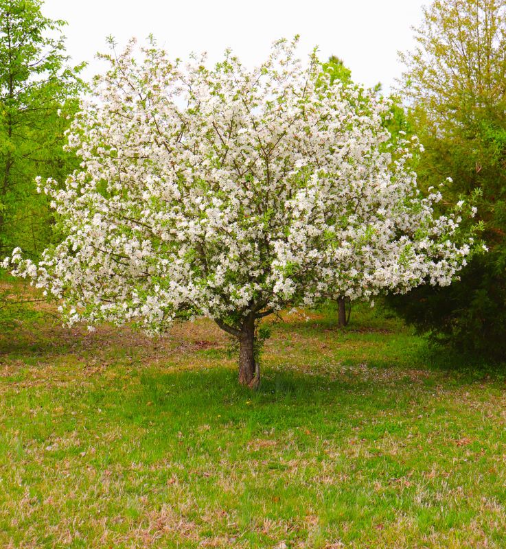 Dogwood Tree Removal in Montgomery County, PA