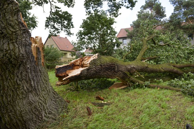 Elm Tree Removal in Montgomery County, PA