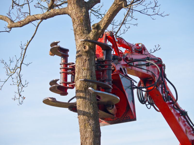 Tree Removal Equipment in Action