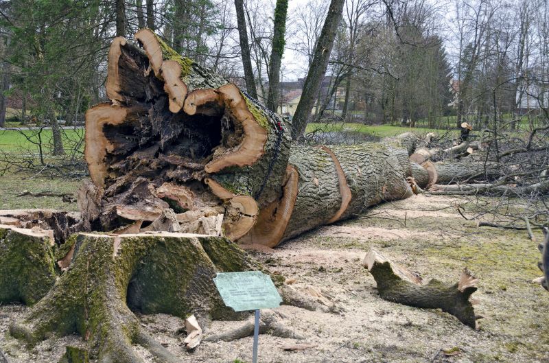 Fallen Tree Removal in Doylestown, PA