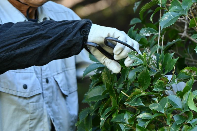 Hedge Pruning in Ventura County, CA