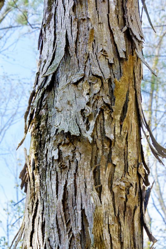 Hickory Tree Removal in Aiken, SC