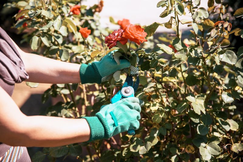 Knockout Roses Pruning in Aiken, SC