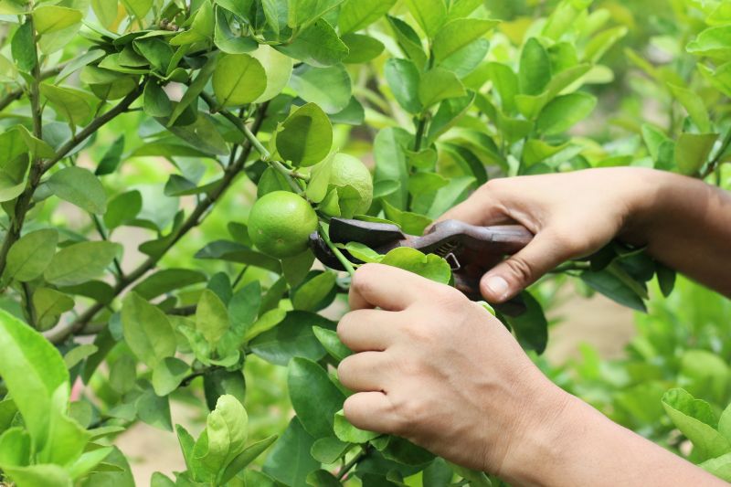 Limb Pruning in Reno, NV