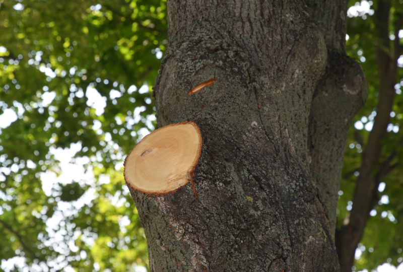 Limb Pruning in San Jose, CA
