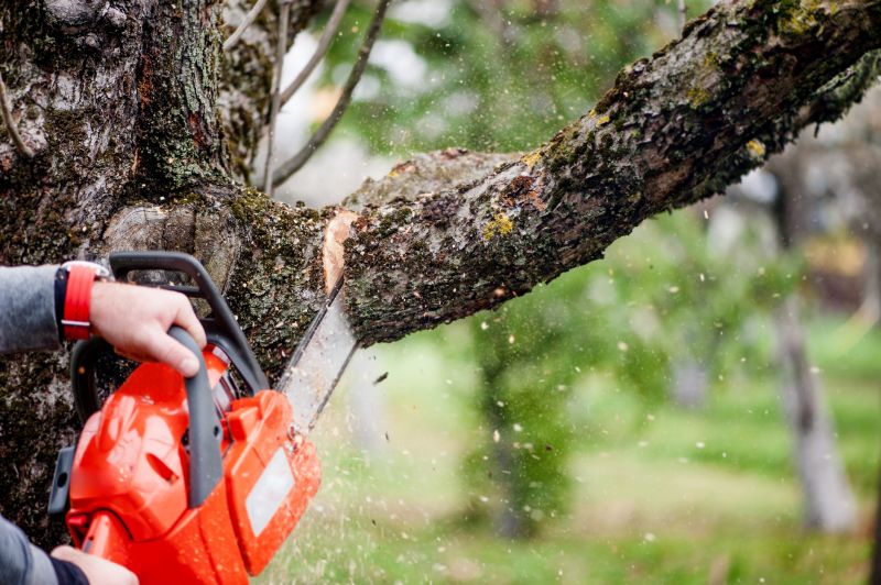 Limbs Trimming in Allentown, PA