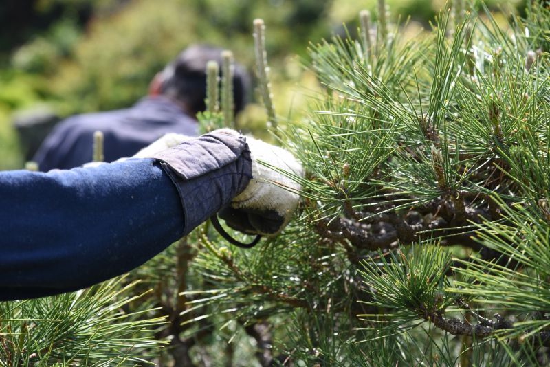 Maple Tree Pruning in Pottstown, PA