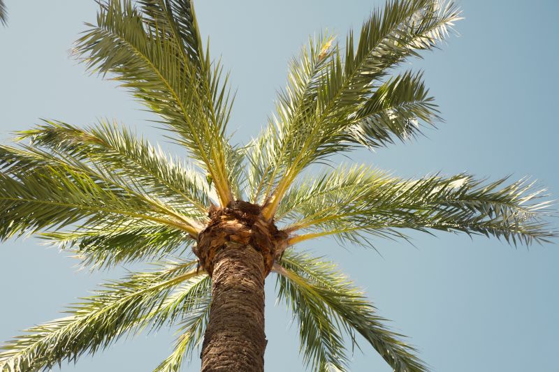 Palm Tree Removal in Aiken, SC