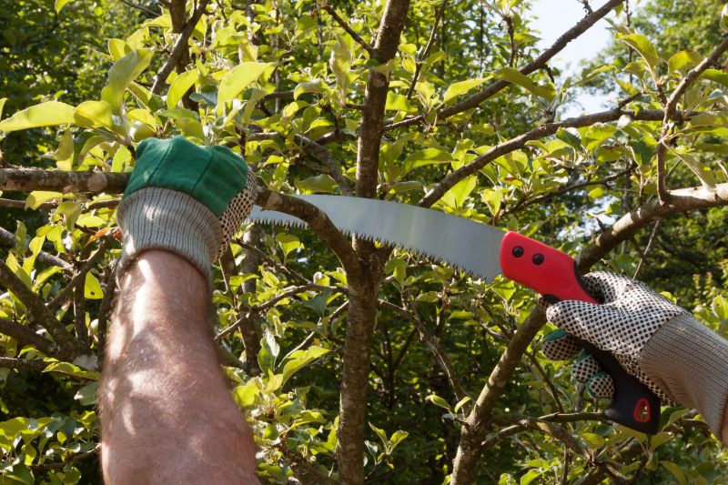 Pear Tree Pruning in Pottstown, PA