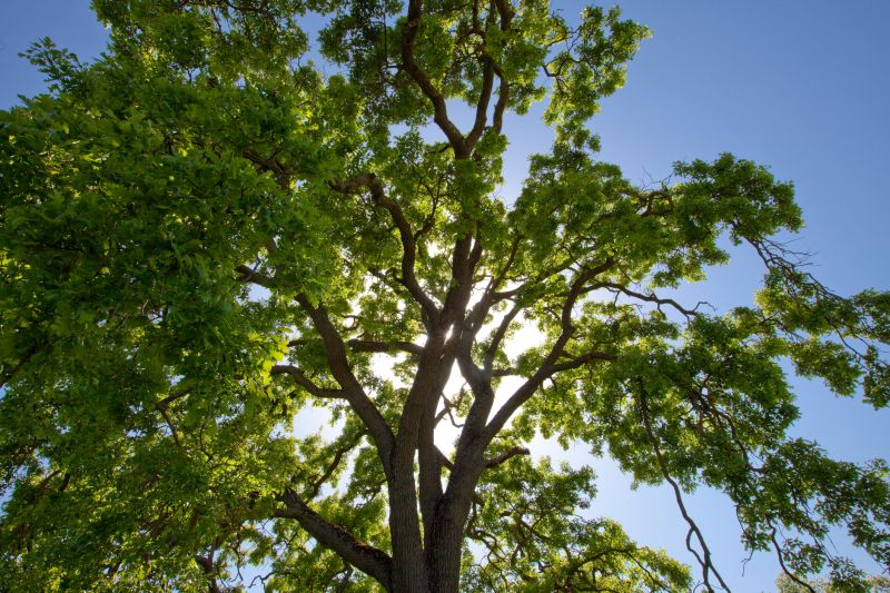 Pruned Tree with Healthy Canopy