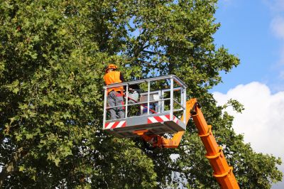 Summer Tree Maintenance