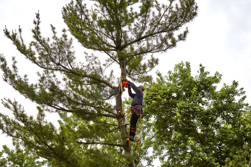 Spruce Tree Removal in Aiken, SC