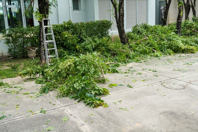 Spruce Tree Removal in Aiken, SC