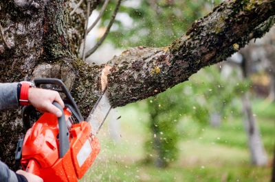 Tree Branch Cutting in Doylestown, PA