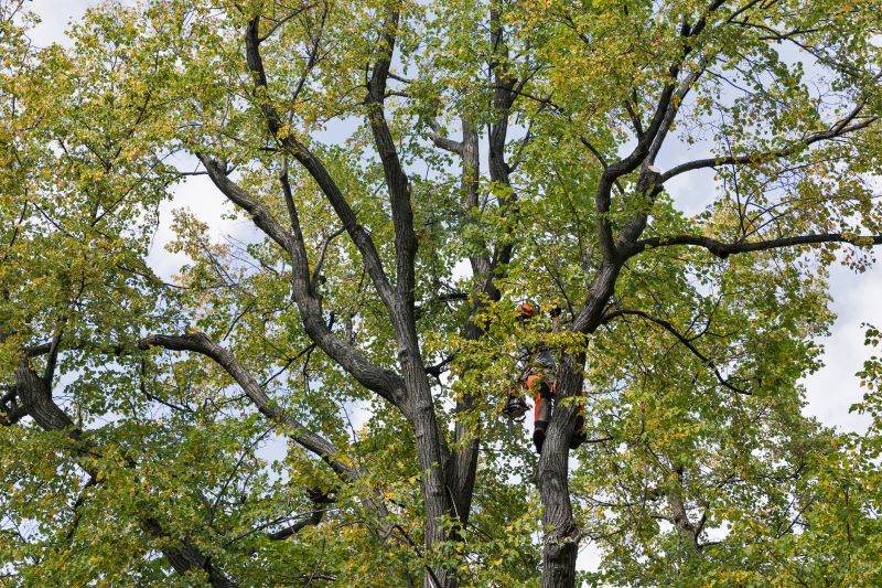 Tree Canopy Thinning in Pottstown, PA