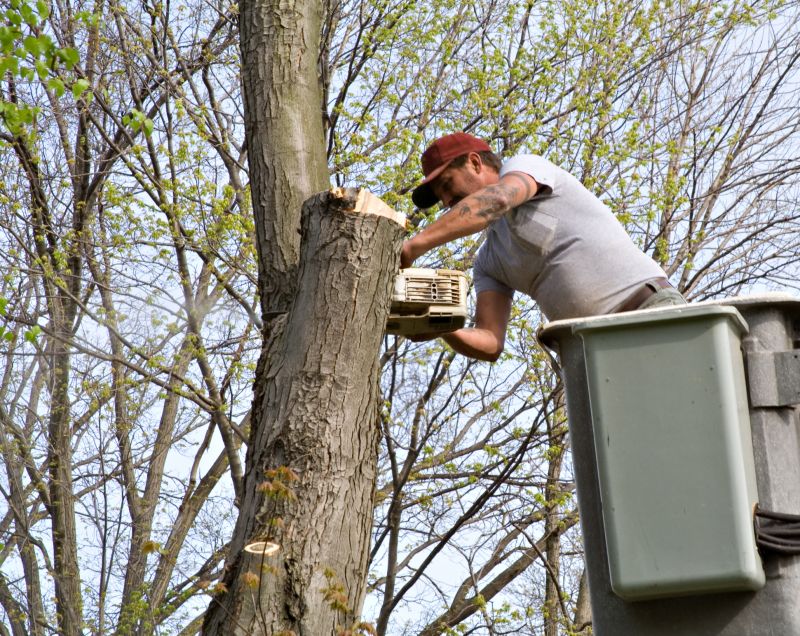 Tree Service in Doylestown, PA