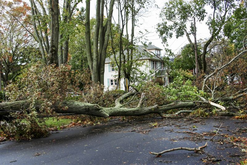 Emergency Tree Service Providers
