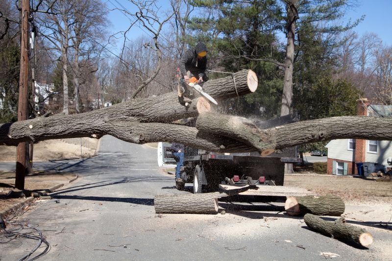 Willow Tree Removal in Aiken, SC